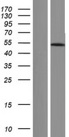ARRB1 / Beta Arrestin 1 Protein - Western validation with an anti-DDK antibody * L: Control HEK293 lysate R: Over-expression lysate