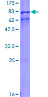 ARRB1 / Beta Arrestin 1 Protein - 12.5% SDS-PAGE of human ARRB1 stained with Coomassie Blue