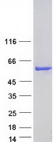 ARRB1 / Beta Arrestin 1 Protein - Purified recombinant protein ARRB1 was analyzed by SDS-PAGE gel and Coomassie Blue Staining