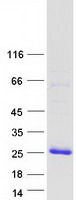 ARRDC1-AS1 / C9orf37 Protein - Purified recombinant protein C9orf37 was analyzed by SDS-PAGE gel and Coomassie Blue Staining