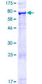 ARRDC1 Protein - 12.5% SDS-PAGE of human ARRDC1 stained with Coomassie Blue