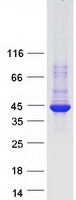 ARRDC5 Protein - Purified recombinant protein ARRDC5 was analyzed by SDS-PAGE gel and Coomassie Blue Staining