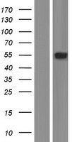 ARSA / Arylsulfatase A Protein - Western validation with an anti-DDK antibody * L: Control HEK293 lysate R: Over-expression lysate