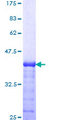 ARSA / Arylsulfatase A Protein - 12.5% SDS-PAGE Stained with Coomassie Blue.