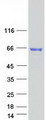 ARSE / Arylsulfatase E Protein - Purified recombinant protein ARSE was analyzed by SDS-PAGE gel and Coomassie Blue Staining