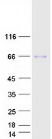 ARSF / Arylsulfatase F Protein - Purified recombinant protein ARSF was analyzed by SDS-PAGE gel and Coomassie Blue Staining