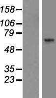 ARSK / Arylsulfatase K Protein - Western validation with an anti-DDK antibody * L: Control HEK293 lysate R: Over-expression lysate