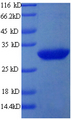 ART1 /CD296 Protein
