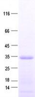 ART1 /CD296 Protein