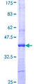 ART4 Protein - 12.5% SDS-PAGE Stained with Coomassie Blue.