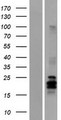 ARTN / Artemin Protein - Western validation with an anti-DDK antibody * L: Control HEK293 lysate R: Over-expression lysate