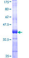 ARTS Protein - 12.5% SDS-PAGE Stained with Coomassie Blue.
