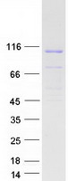 ARTS1 / ERAP1 Protein - Purified recombinant protein ERAP1 was analyzed by SDS-PAGE gel and Coomassie Blue Staining