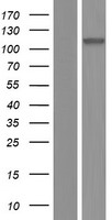 ARVCF Protein - Western validation with an anti-DDK antibody * L: Control HEK293 lysate R: Over-expression lysate