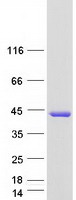 AS3MT Protein - Purified recombinant protein AS3MT was analyzed by SDS-PAGE gel and Coomassie Blue Staining