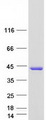 AS3MT Protein - Purified recombinant protein AS3MT was analyzed by SDS-PAGE gel and Coomassie Blue Staining