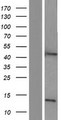 ASAH1 / Acid Ceramidase Protein - Western validation with an anti-DDK antibody * L: Control HEK293 lysate R: Over-expression lysate