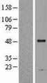 ASAH1 / Acid Ceramidase Protein - Western validation with an anti-DDK antibody * L: Control HEK293 lysate R: Over-expression lysate