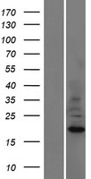 ASAH2B Protein - Western validation with an anti-DDK antibody * L: Control HEK293 lysate R: Over-expression lysate