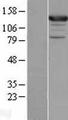 ASAP1 Protein - Western validation with an anti-DDK antibody * L: Control HEK293 lysate R: Over-expression lysate