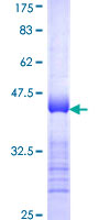 ASAP1 Protein - 12.5% SDS-PAGE Stained with Coomassie Blue.