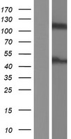 ASAP2 / DDEF2 Protein - Western validation with an anti-DDK antibody * L: Control HEK293 lysate R: Over-expression lysate
