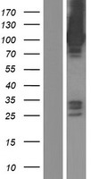 ASAP3 Protein - Western validation with an anti-DDK antibody * L: Control HEK293 lysate R: Over-expression lysate