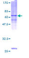 ASB1 Protein - 12.5% SDS-PAGE of human ASB1 stained with Coomassie Blue