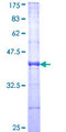 ASB10 Protein - 12.5% SDS-PAGE Stained with Coomassie Blue.