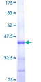ASB11 Protein - 12.5% SDS-PAGE Stained with Coomassie Blue.