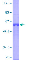 ASB13 Protein - 12.5% SDS-PAGE of human ASB13 stained with Coomassie Blue