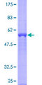ASB13 Protein - 12.5% SDS-PAGE of human ASB13 stained with Coomassie Blue