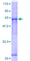 ASB17 Protein - 12.5% SDS-PAGE of human ASB17 stained with Coomassie Blue