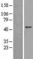 ASB3 Protein - Western validation with an anti-DDK antibody * L: Control HEK293 lysate R: Over-expression lysate
