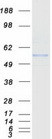 ASB3 Protein - Purified recombinant protein ASB3 was analyzed by SDS-PAGE gel and Coomassie Blue Staining