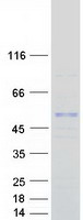 ASB3 Protein - Purified recombinant protein ASB3 was analyzed by SDS-PAGE gel and Coomassie Blue Staining