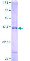 ASB6 Protein - 12.5% SDS-PAGE of human ASB6 stained with Coomassie Blue