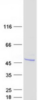 ASB6 Protein - Purified recombinant protein ASB6 was analyzed by SDS-PAGE gel and Coomassie Blue Staining