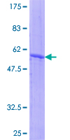ASB7 Protein - 12.5% SDS-PAGE of human ASB7 stained with Coomassie Blue