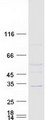 ASB7 Protein - Purified recombinant protein ASB7 was analyzed by SDS-PAGE gel and Coomassie Blue Staining