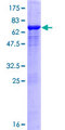 ASCC1 Protein - 12.5% SDS-PAGE of human ASCC1 stained with Coomassie Blue