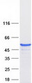 ASCC1 Protein - Purified recombinant protein ASCC1 was analyzed by SDS-PAGE gel and Coomassie Blue Staining