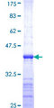 ASCL1 / MASH1 Protein - 12.5% SDS-PAGE Stained with Coomassie Blue.