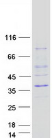 ASCL1 / MASH1 Protein - Purified recombinant protein ASCL1 was analyzed by SDS-PAGE gel and Coomassie Blue Staining