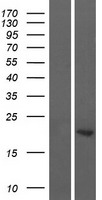 ASCL2 Protein - Western validation with an anti-DDK antibody * L: Control HEK293 lysate R: Over-expression lysate