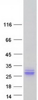 ASCL2 Protein - Purified recombinant protein ASCL2 was analyzed by SDS-PAGE gel and Coomassie Blue Staining