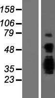 ASCL3 Protein - Western validation with an anti-DDK antibody * L: Control HEK293 lysate R: Over-expression lysate