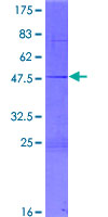 ASCL3 Protein - 12.5% SDS-PAGE of human ASCL3 stained with Coomassie Blue