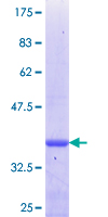 ASCL3 Protein - 12.5% SDS-PAGE Stained with Coomassie Blue.