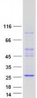 ASCL3 Protein - Purified recombinant protein ASCL3 was analyzed by SDS-PAGE gel and Coomassie Blue Staining